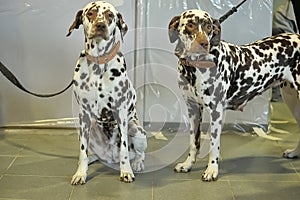 Two Dalmatians