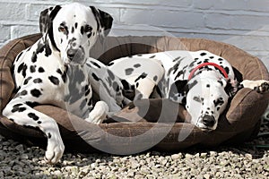 Two Dalmatians laying in bed