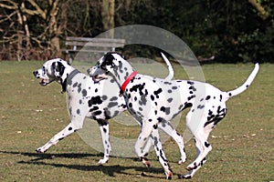 Two Dalmatians running in the park