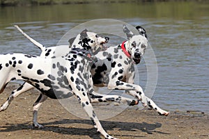 Two Dalmatians running