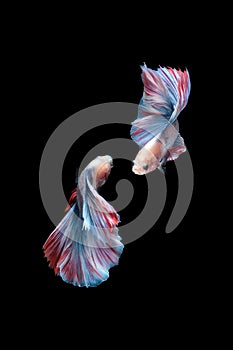 Two dancing betta siamese fighting fish Double tail grizzle in blue white red color type isolated on black background