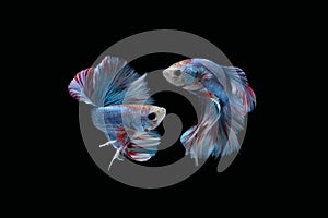 Two dancing Blue marble grizzle halfmoon betta fish siamese on black background