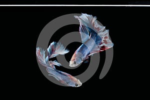Two dancing Blue marble grizzle halfmoon betta fish siamese isolated on black background