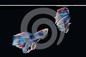 Two dancing Blue marble grizzle halfmoon betta fish siamese isolated on black background