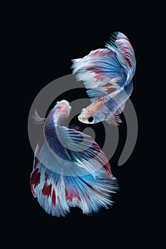 Two dancing Blue marble grizzle halfmoon betta fish siamese isolated on black background