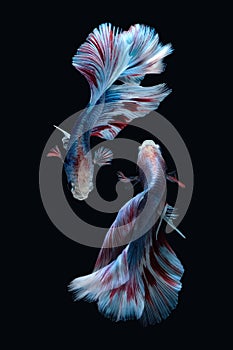 Two dancing Blue marble grizzle halfmoon betta fish siamese isolated on black background