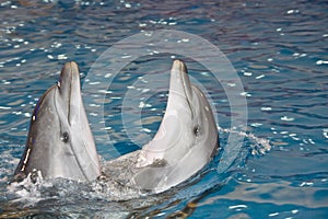 Two dancing dolphins