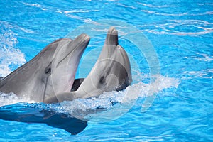 Two dancing dolphins
