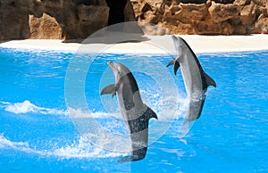 Two dancing dolphins