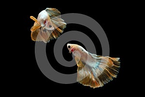 Two dancing golden halfmoon rosetail marble grizzle betta siamese fighting fish isolated on black color background