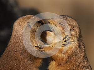 Two dancing prairie dogs