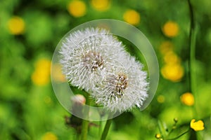 two dandelion