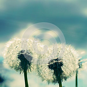 Two Dandelion Blow Balls Instagram