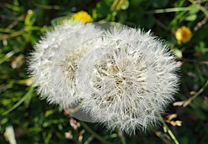 Two dandelion flowers