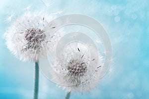 Two dandelion flowers with flying feathers on blue bokeh background. Beautiful dreamy nature card