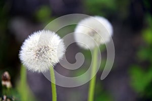 Two dandelion flowers in the woods