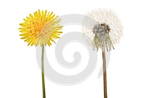 Two dandelion isolated on white background closeup