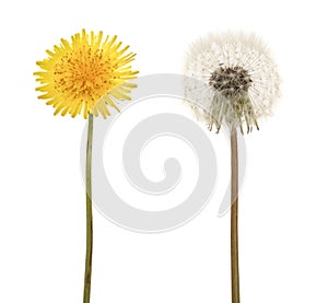 Two dandelion isolated on white background closeup