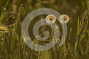 Two Dandelion in meadow