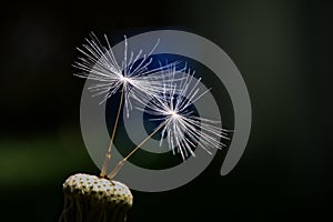 Two dandelion parachute seeds side by side
