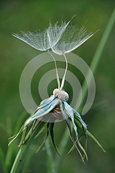 Two dandelion seeds