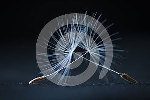 Two dandelion seeds