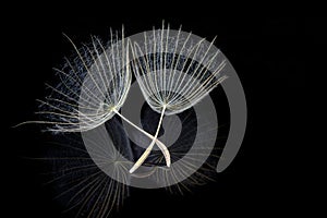 Two dandelion seeds