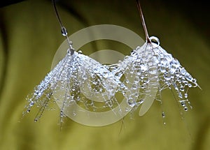 Two dandelion seeds with water drops isolated in natural background