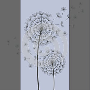 Two dandelions blowing on blue, grey background
