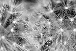 Two dandelions close up black and white
