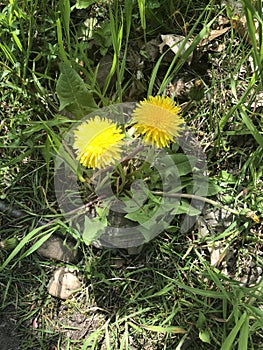 Two dandelions in the grass in National Park De Meinweg, Limburg