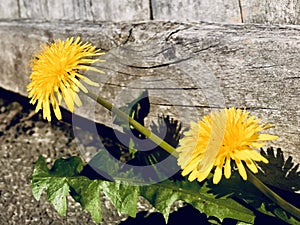 Two dandelions grows under the slit of the board