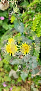 Two dandelions natural wild flowers