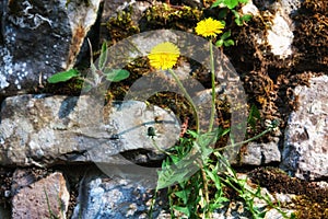 Dandelions on a stone wall