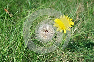 Two dandelions, White and yellow, wallpapers