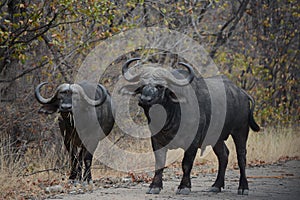 Two dangerous African buffalo\'s staring.