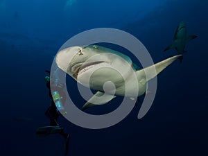 Two dangerous lemon sharks swim around underwater cameraman on blue ocean background