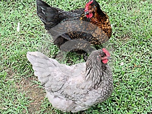 Two dark colored hens sitting beside each other