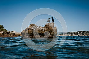 Two dark cormorants resting on rocks, marine environment