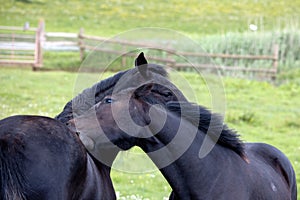 Two dark horses nuzzling together in a Devon field