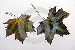 Two dark maple autumn leaves
