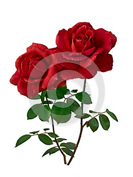 Two dark red roses with green leaves isolated on white