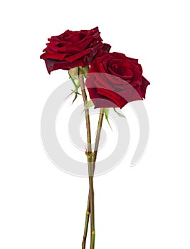 Two dark-red Roses isolated on white background