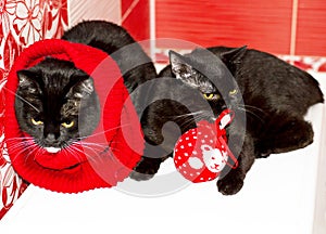 Two dark Scottish British cats with a red Christmas toy on a red background, winter is cold