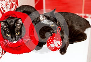 Two dark Scottish cats on a red background, winter is cold