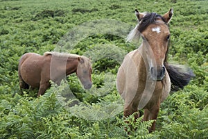 Two Dartmoor Ponies on Dartmoor, England