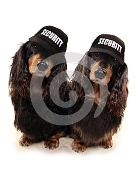 Two Dashunds with security baseball caps