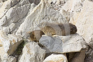 Two Dassies lying on rock