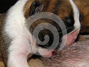 Two day old puppy nursing