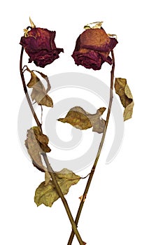 Two dead dried roses on white background